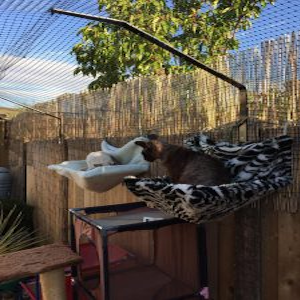 Katzennetz-Experte Katzenzaun Überkletterschutz Garten