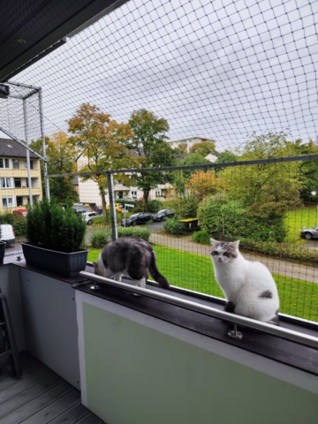 Catwalk und Katzennetz