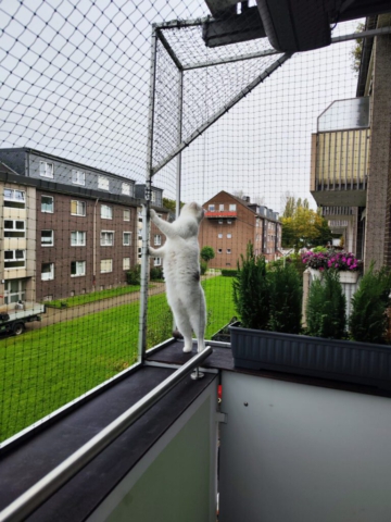 Balkon mit Laufsteg und Katzennetz